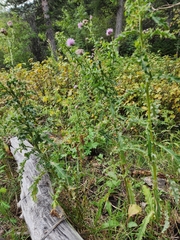 Cirsium arvense