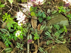 Tradescantia zebrina