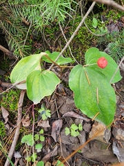 Prosartes trachycarpa