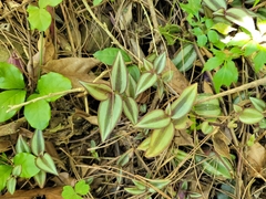Tradescantia zebrina