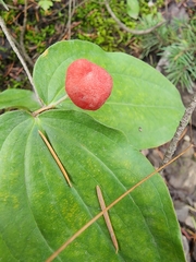 Prosartes trachycarpa