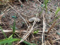 Phyllopertha horticola