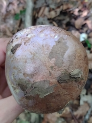 Phlegmacium balteatocumatile