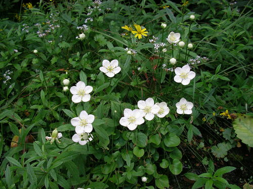 Parnassia palustris iNat (3)