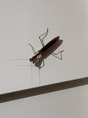 Mantodea