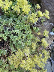 Sedum oreganum