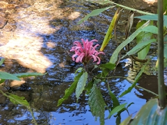 Justicia carnea