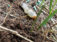 Phyllopertha horticola