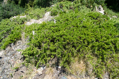 Juniperus sabina