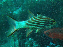 Cheilodipterus macrodon