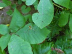 Mangora