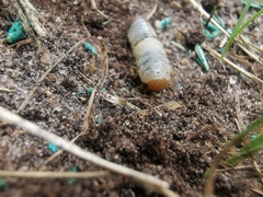 Phyllopertha horticola