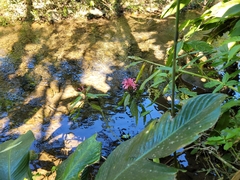 Justicia carnea