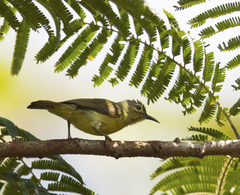 Anthreptes malacensis