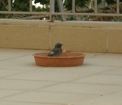 Phoenicurus ochruros