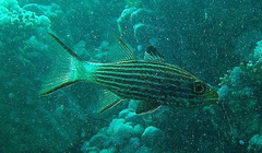 Cheilodipterus macrodon