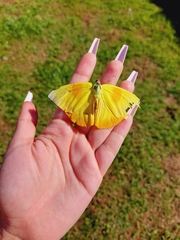 Phoebis philea