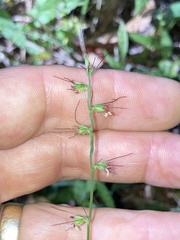 Oplismenus hirtellus