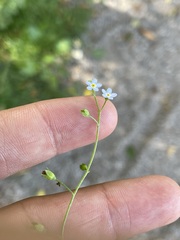 Myosotis laxa