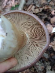 Phlegmacium balteatocumatile