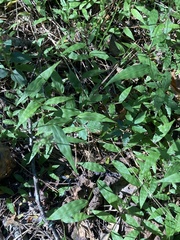 Oplismenus hirtellus