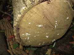 Xylobolus frustulatus