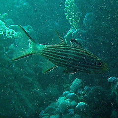 Cheilodipterus macrodon