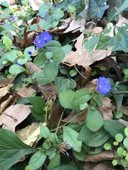 Ceratostigma