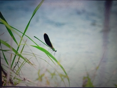 Neurobasis chinensis