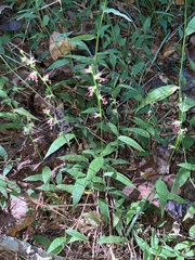 Oplismenus hirtellus