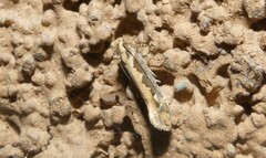 Ornativalva erubescens