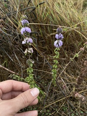 Mentha pulegium