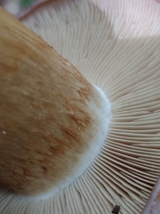 Phlegmacium balteatocumatile