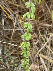 Mentha pulegium