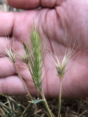 Hordeum murinum