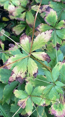 Sanicula marilandica