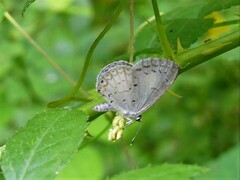 Celastrina neglecta
