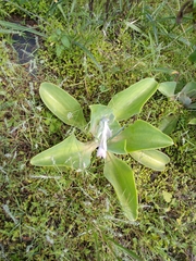Echeveria gibbiflora