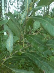 Salix cinerea cinerea
