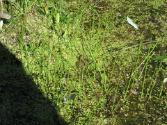 Lithobates clamitans