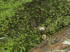 Lithobates clamitans