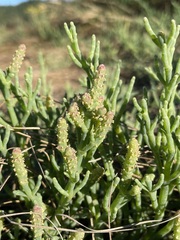 Salicornia pacifica