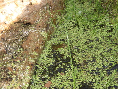 Lithobates clamitans