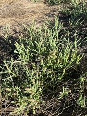 Salicornia pacifica