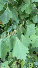 Platanus occidentalis