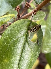 Syrphidae