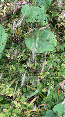 Elymus villosus