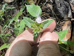 Elephantopus carolinianus