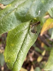 Syrphidae