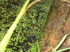 Lithobates clamitans